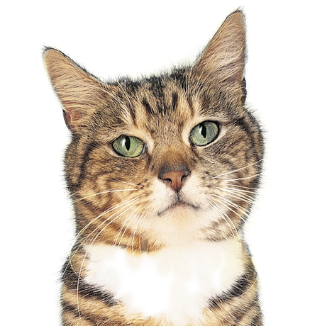 "I have reviewed Jackie previously, and I'm here to update her again on our 5th anniversary together! Over the years Jackie has taken care of my senior cat & home about a dozen times. Each and every time she is prompt, organized, an excellent communicator and takes great care to attend to the needs of kitty and home. I feel confident that everything is taken care of when going out of town, that is a gift! Give her a call, she is a pro!"