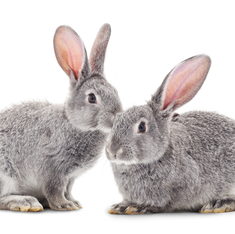 "Jackie is prompt, professional and took excellent care of our two kitties. She was extremely thorough in getting to know our cats, Cookie and Chip, before we left and while we were away sent photos and text updates. We will definitely be using her services again. I would highly recommend!"